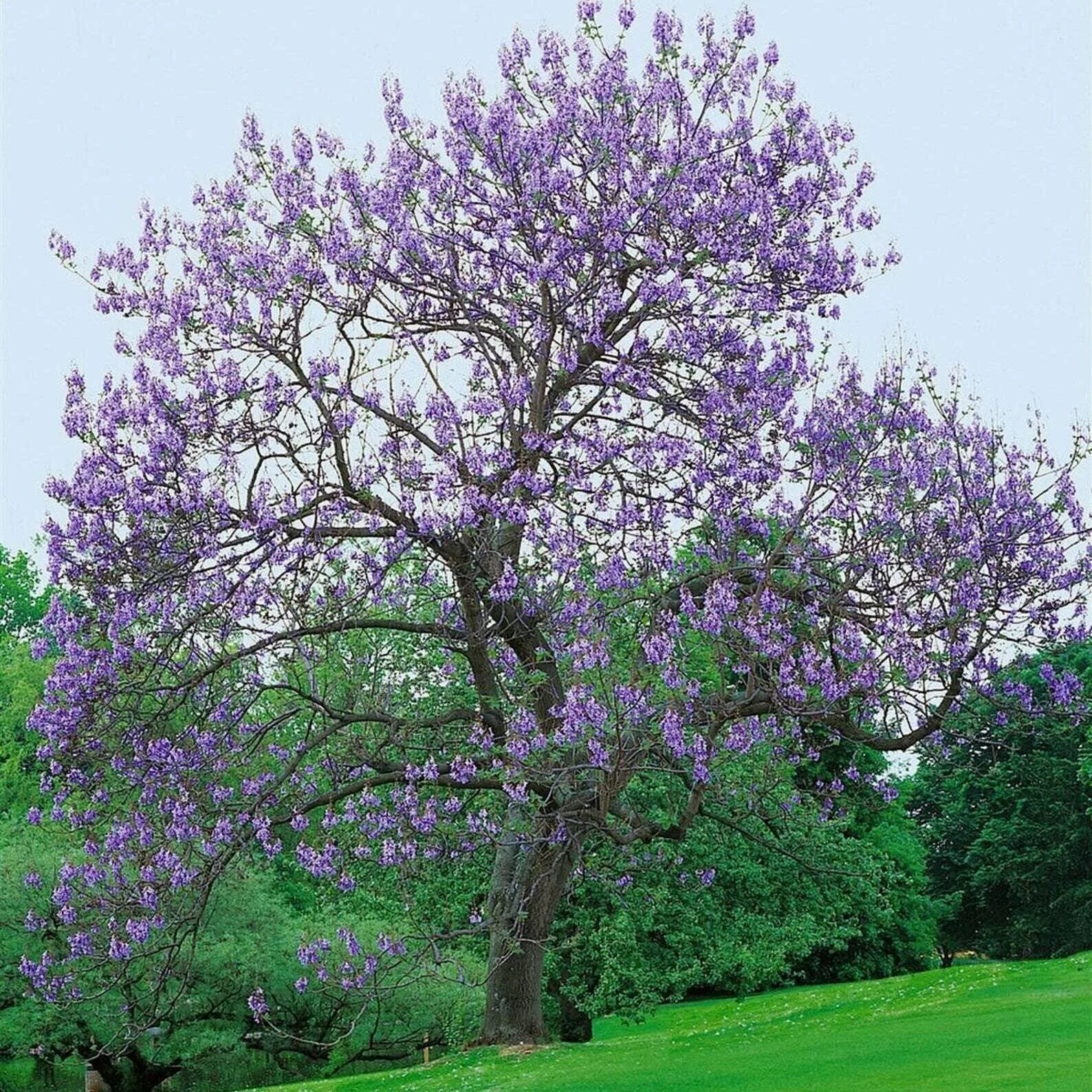 Павлония войлочная дерево фото и описание Paulownia fortunei Dragon Tree Fortunes Empress Sapphire 500_Seeds eBay