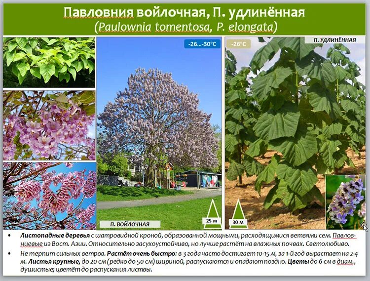 Павлония войлочная дерево фото и описание Павловния дерево описание фото - DelaDom.ru