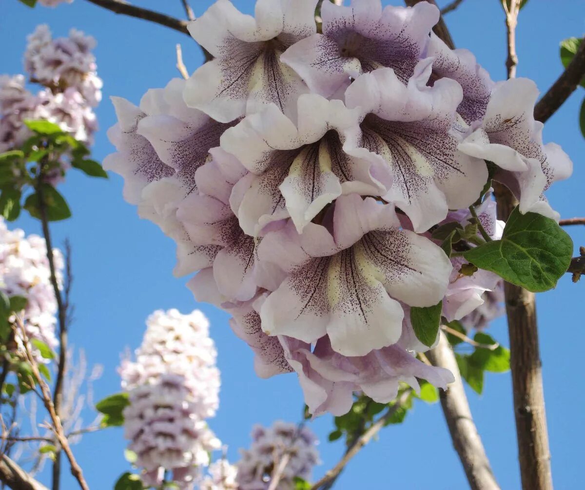 Павлония войлочная дерево фото и описание Павловния войлочная (Paulownia tomentosa) - Зеленый сад