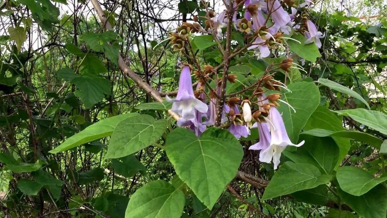 Павлония войлочная дерево фото и описание Capital Naturalist: Paulownia Princess Tree - YouTube