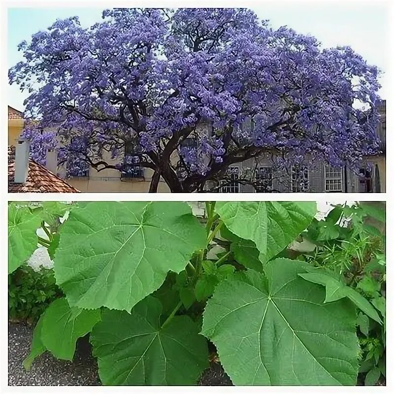 Павлония войлочная дерево фото и описание Paulownia Tomentosa - FOXGLOVE TREE - 50 Fresh Seeds - Princess Empress Tree eBa