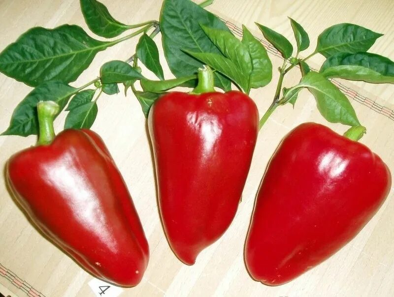 Перец болгарский сорта фото Семена Перец сладкий Петушок серия Русский вкус!: описание сорта, фото - купить 