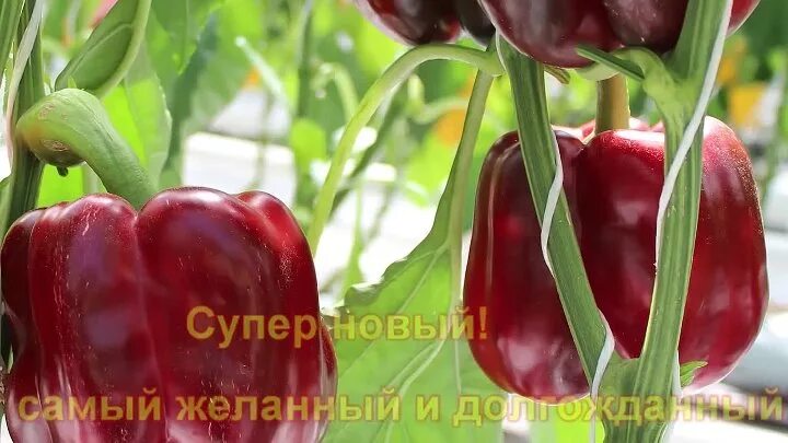 Перец будулай фото Видео Перец сладкий Будулай F1 - лучший перец этого года. OK.RU