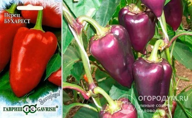 Перец бухарест описание сорта фото отзывы Перец бухарест описание сорта фото отзывы - SadPhoto.ru