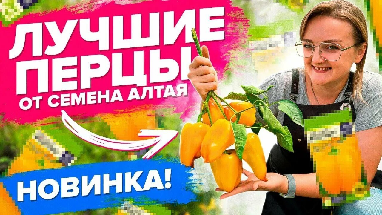 Перец бухгалтер описание сорта фото отзывы ТОП-ПЕРЦА 2022 от #семенаалтая - YouTube