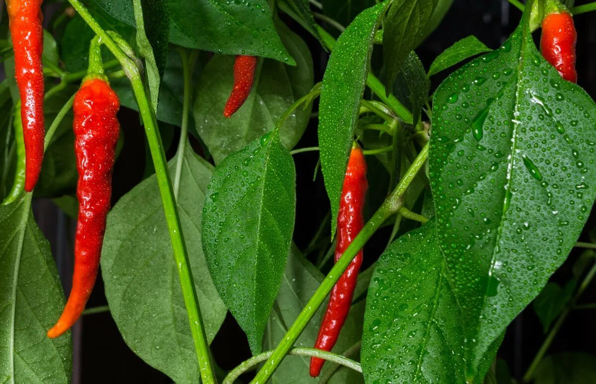 Перец бумбараш фото Free Images : nature, leaf, flower, wet, food, green, red, produce, vegetable, f