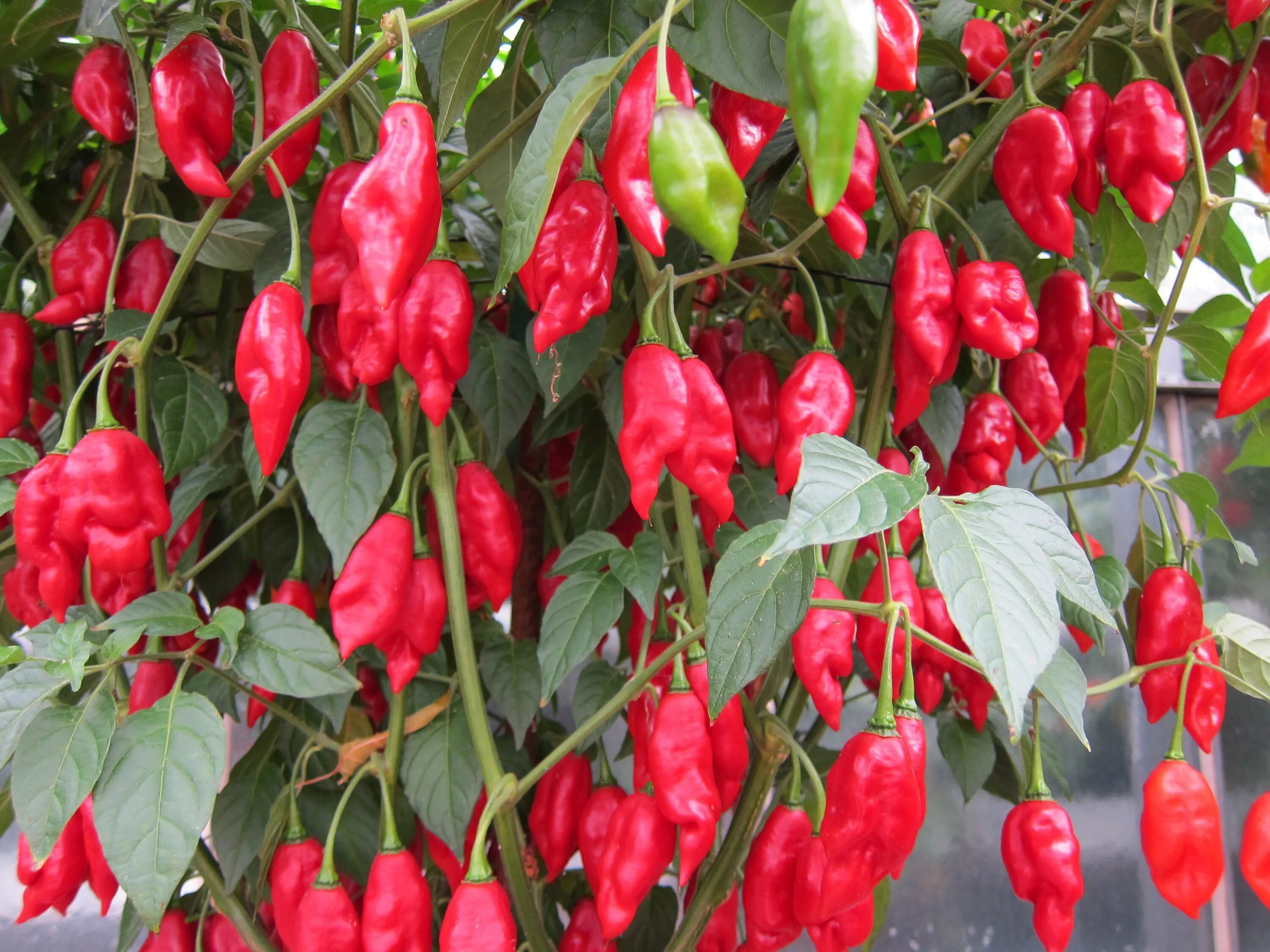 Перец бумбараш фото Free Images : flower, ripe, food, produce, shrub, hot, spicy, flowering plant, c