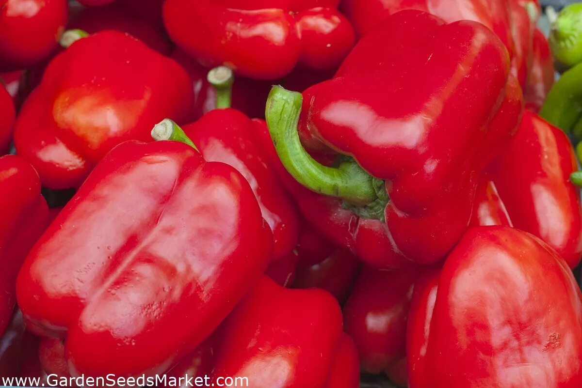 Перец бутуз фото Перец - Barbórka - Capsicum annuum - Barbórka - семена - Garden Seeds Market Бес