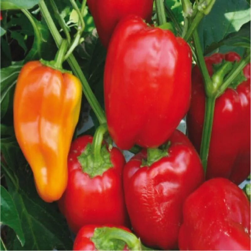 Перец бутуз фото Перец LS 1204 F1 - Lucky Seed купить с доставкой по почте