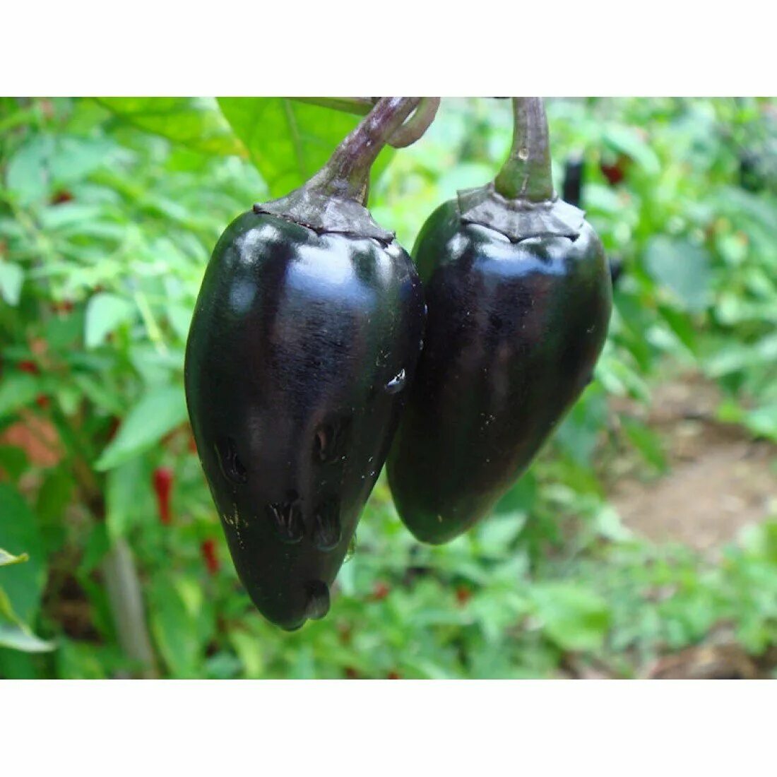 Перец черного цвета сорта фото Купить Семена перца Чёрный Венгерский (Black Hungarian)