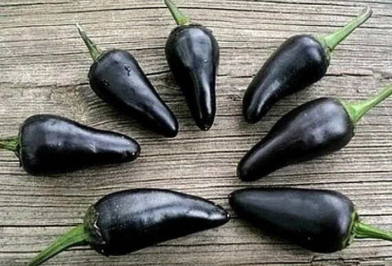 Перец черного цвета сорта фото Black Hungarian Sweet Pepper, 10 Heirloom Seeds, Non GMO, Smoky Flavor, Purple P