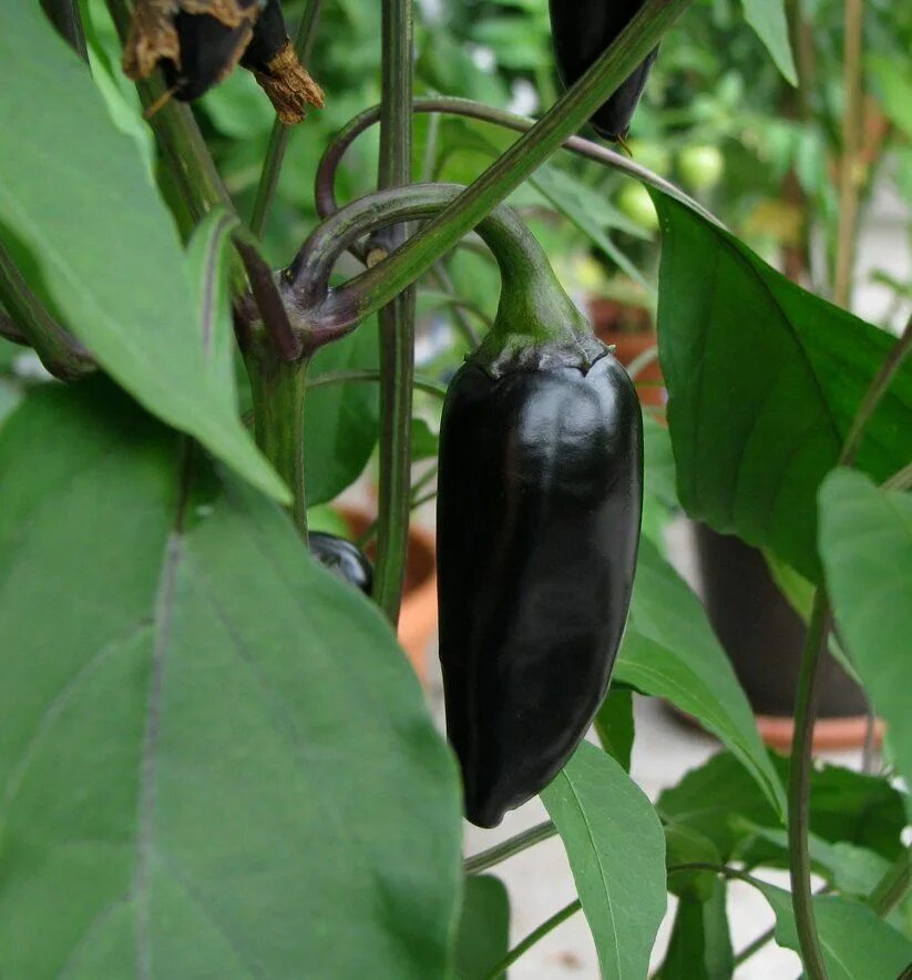 Перец черного цвета сорта фото Black Chili Pepper 3 Heirloom too #heirloom Goth garden, Pepper plants, Purple f
