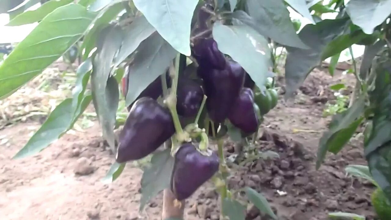 Перец черный конь фото Болгарский перец - YouTube
