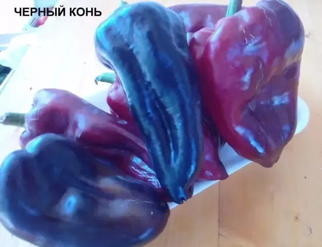 Перец черный конь фото Перец Черный Конь описание и характеристики сорта, фото, отзывы - FermaLive.ru