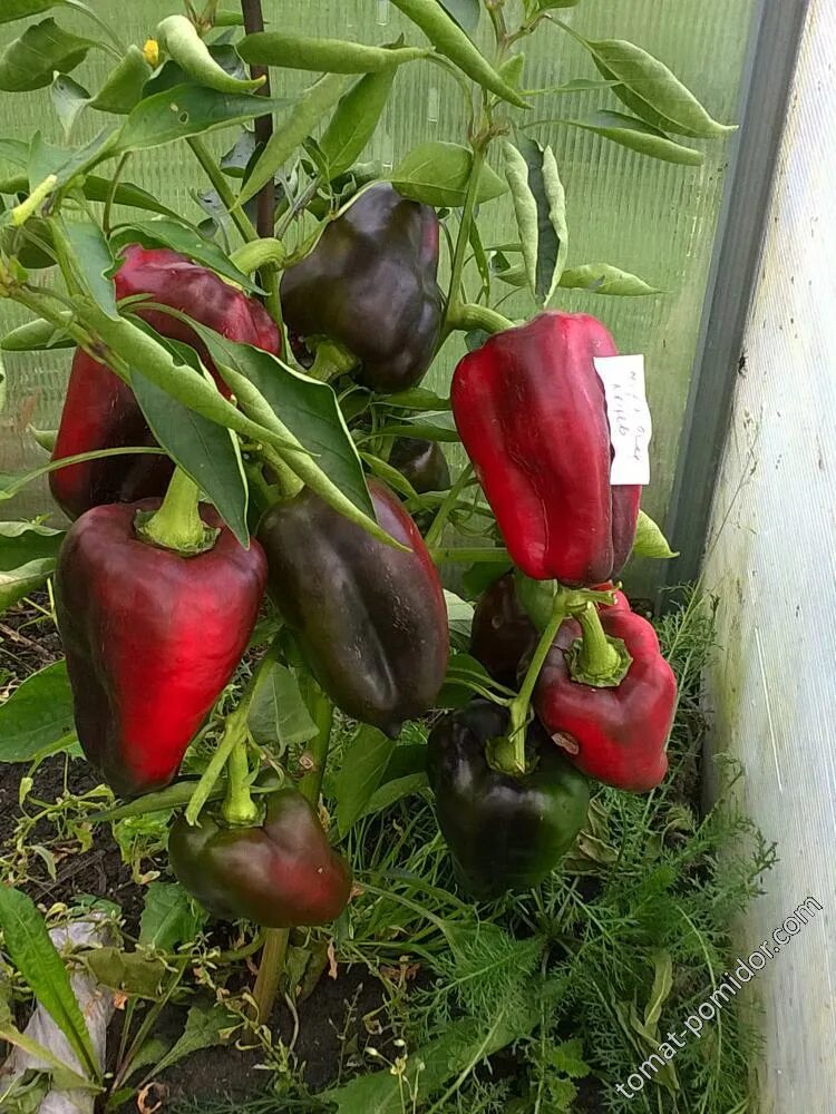 Перец черный конь фото Перец сладкий Черный конь - Альбомы - tomat-pomidor.com