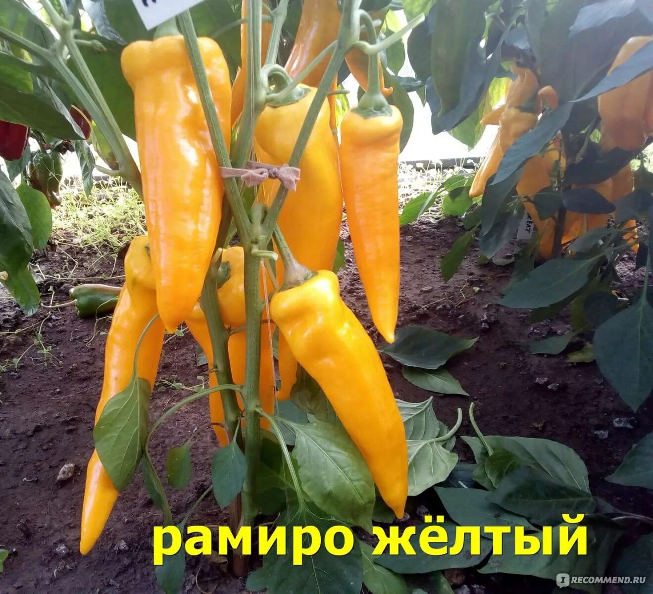 Перец дамира описание сорта фото Семена Tomatinca - Перец "Рамиро" желтый - "Может быть, дело в цвете, но из Рами