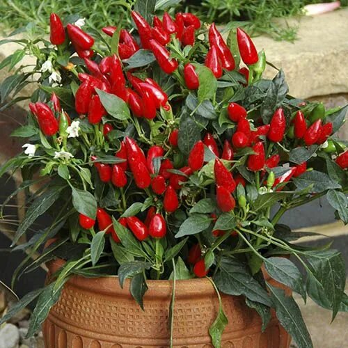 Перец дома фото Chilli Pepper Potted Plant Collection Plants, Green chilli plant, Vegetable gard