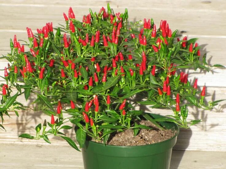 Перец дома фото Thai Hot pepper plant Hot peppers plants, Chilli plant, Stuffed hot peppers