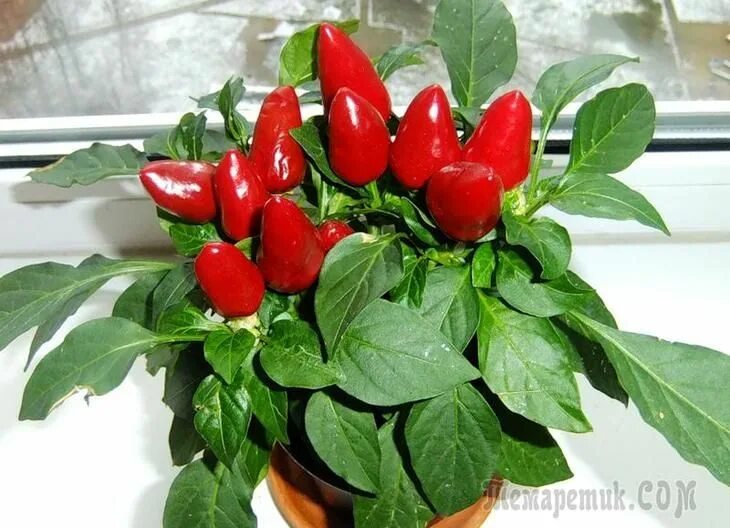 Перец дома фото Комнатный перец - необычное украшение для ваших окон Stuffed hot peppers, Stuffe