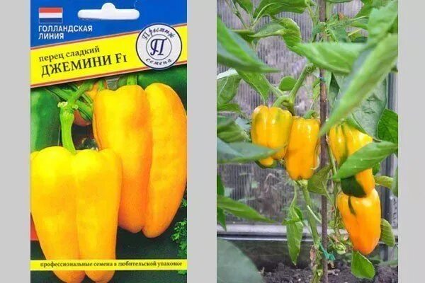 Перец джемини описание сорта фото Перец джемини отзывы фото - DelaDom.ru