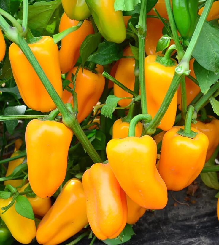 Перец джемини описание сорта фото отзывы садоводов Купить семена Перец сладкий Sweet pepper Lunchbox Yellow Snack в Москве: доставк