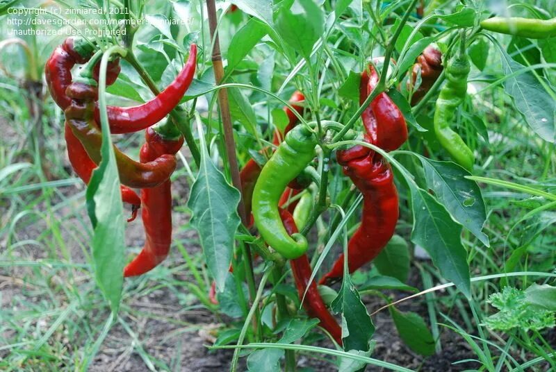 Перец джимми нарделло описание сорта фото PlantFiles Pictures: Sweet Pepper 'Jimmy Nardello' (Capsicum annuum) 10 by zinni