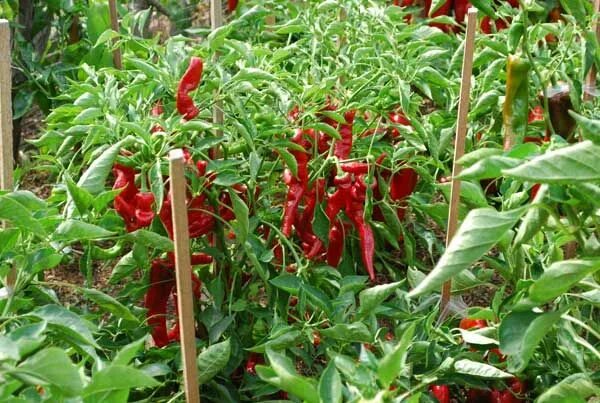 Перец джимми нарделло описание сорта фото Growing Peppers, How to Grow Peppers, Growing Bell Peppers Stuffed peppers, Grow