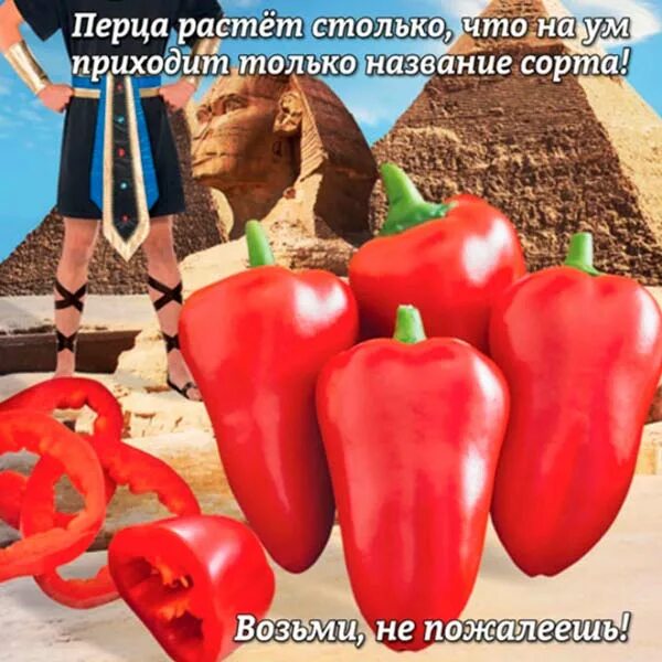 Перец египетская сила отзывы фото урожайность Перец сладкий Египетская сила ®, 12 шт., купить в интернет магазине Купить-Семен