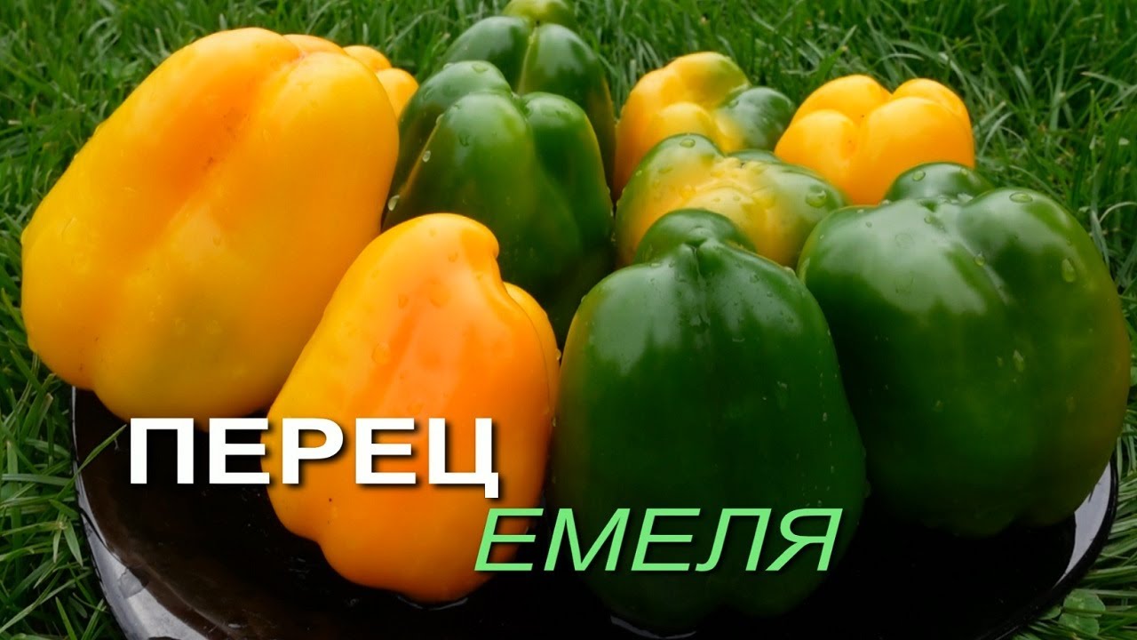 Перец емеля описание сорта фото отзывы Перец сладкий ЕМЕЛЯ. Обзор сортов ПЕРЦЕВ! - YouTube