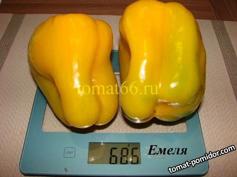 Перец емеля описание сорта фото отзывы Емеля (8).JPG - Альбомы - tomat-pomidor.com