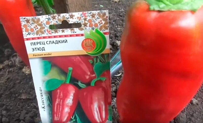 Перец этюд фото Перец сладкий Этюд. Внешние признаки, сильные и слаб Перец, Овощи, Вырастить ово