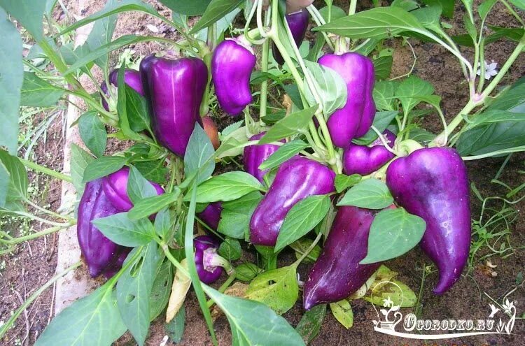 Перец фиолетовый сорта фото Сорта перца сладкого - самые лучшие, ранние и урожайные Сад, Проращивание семян,