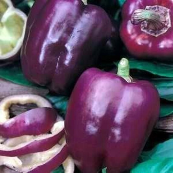 Перец фиолетовый сорта фото VPPS MERLOT PEPPERSeedsSweet Wine-Colored Fruits Etsy