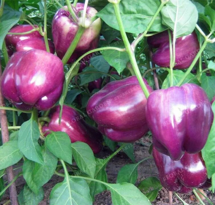 Перец фиолетовый сорта фото Hot Sale!100PCS Purple Crystal Pepper Sweet Pepper Rare Purple Vegetable Seeds G