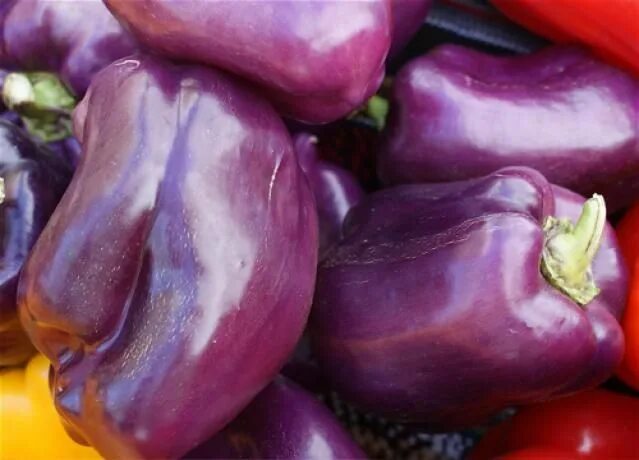 Перец фиолетовый сорта фото 9 Types of Delicious Sweet Peppers Stuffed sweet peppers, Stuffed peppers, Purpl