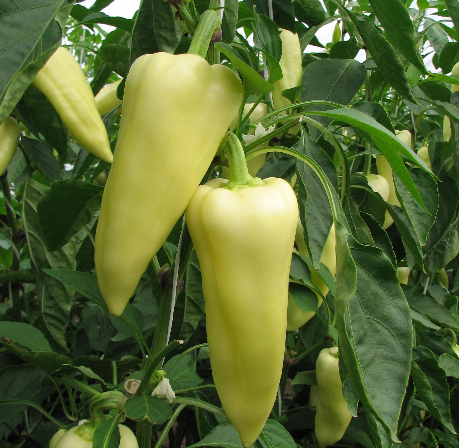 Перец фишт описание отзывы фото Купить семена Перец сладкий Sweet pepper Century в Москве: доставка семян по Рос