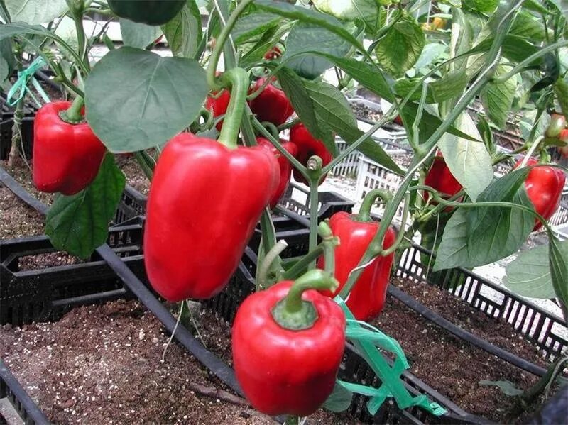 Перец фламенко отзывы фото урожайность Farm Irrigation System Lower Price 1hectare Drip Tape With Flat Emitter Watering