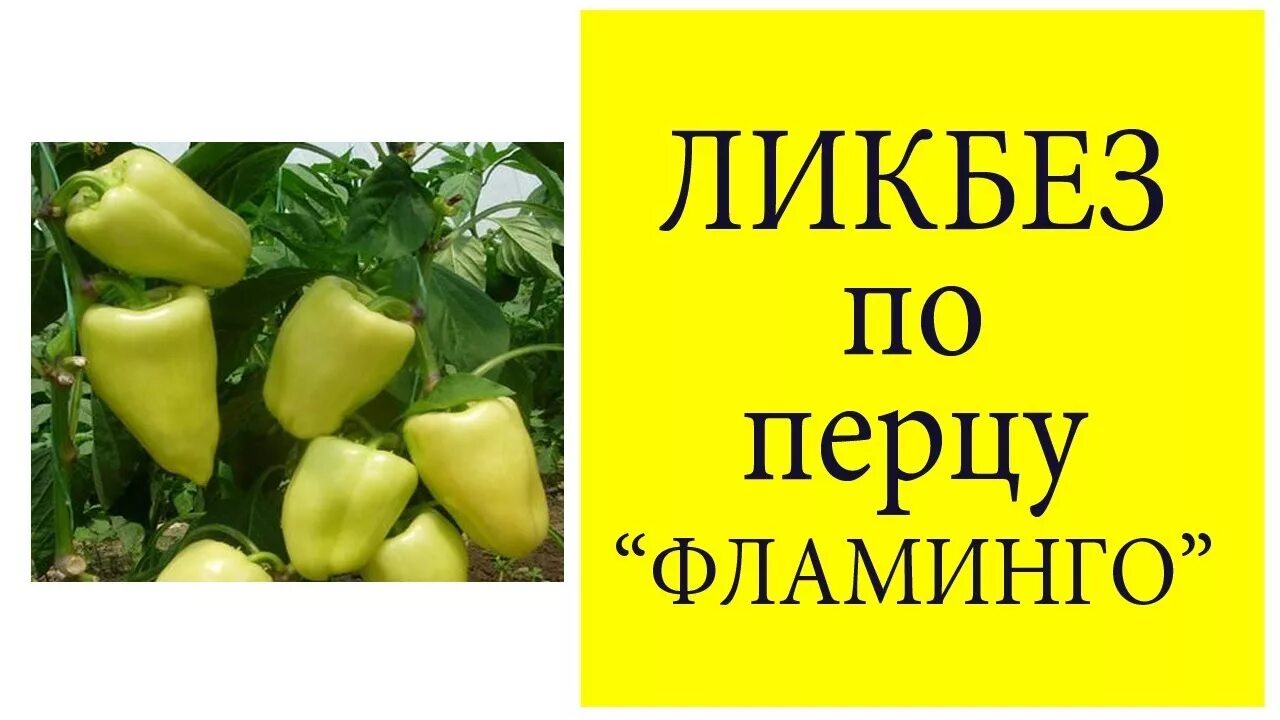 Перец фламинго описание сорта фото отзывы ЛИКБЕЗ на примере перца "ФЛАМИНГО" - YouTube