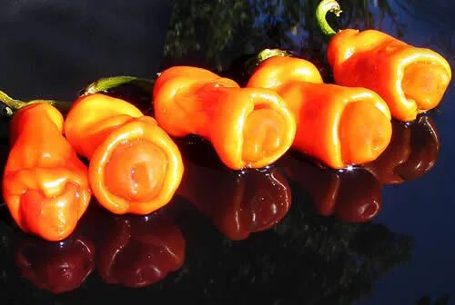Перец форма колокольчик фото Peter Penis Chilli Collection - 10 Seeds - Rare, Unusual & Pornographic Chilli e