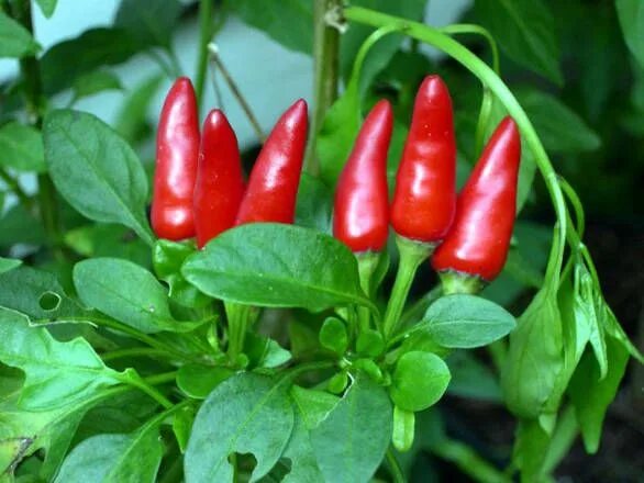 Перец фото Dieci cibi a calorie negative Peperoncini & Dintorni Cibo, Cibi esotici, Peperon