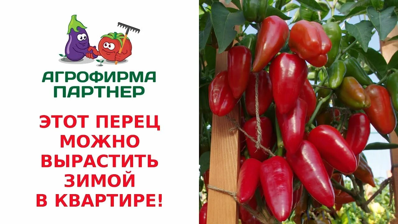 Перец фьюджи описание сорта фото отзывы садоводов ЭТОТ ПЕРЕЦ МОЖНО ВЫРАСТИТЬ ЗИМОЙ В КВАРТИРЕ! ПЕРЕЦ ФЬЮДЖИ - YouTube