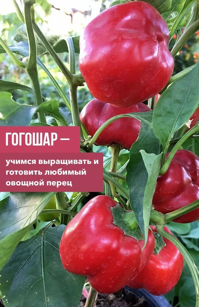 Перец гагашар ранний фото и описание Гогошар - учимся выращивать и готовить любимый овощной перец Растения, Перец, Вы