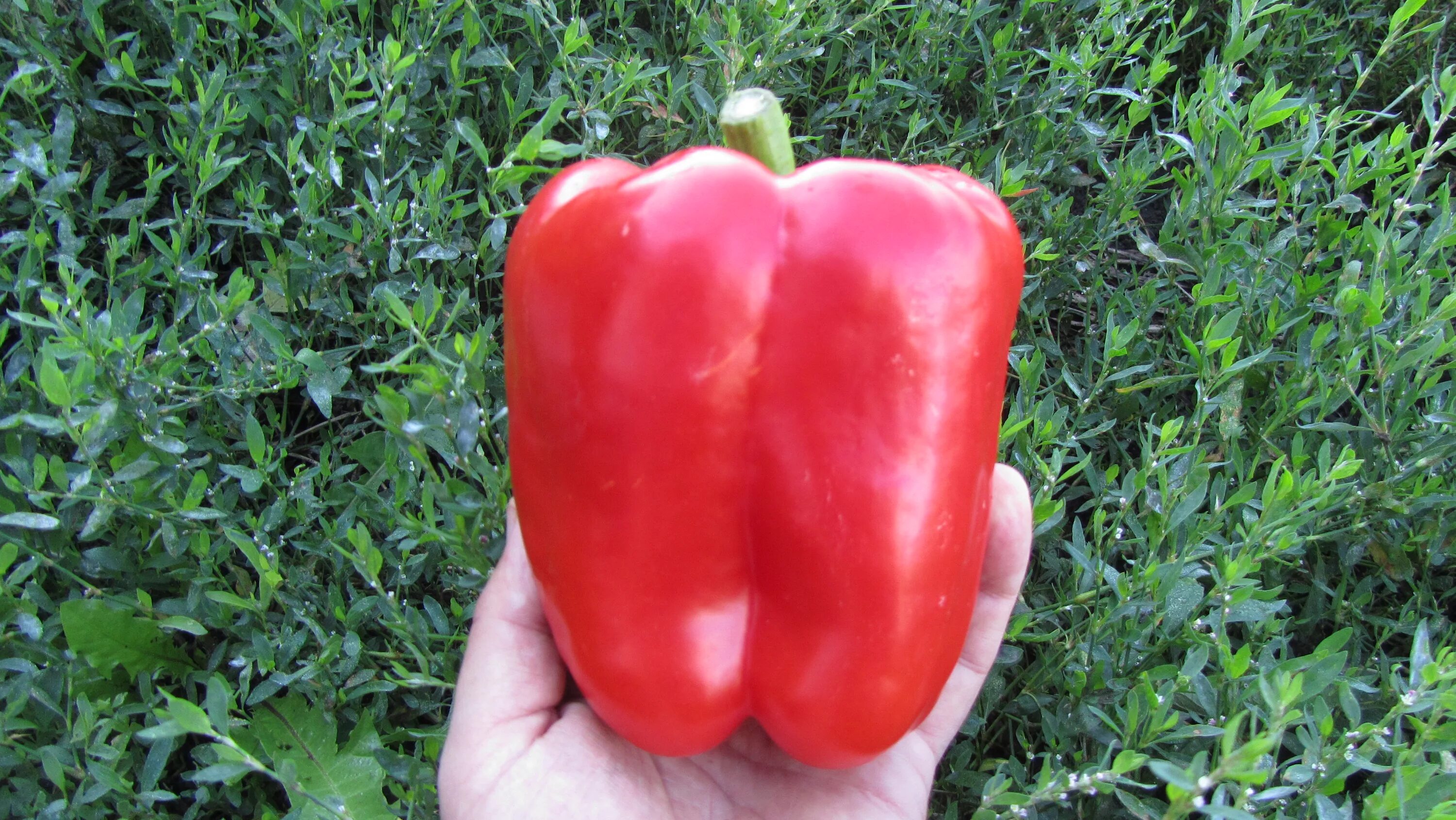 Перец геракл описание фото Hercules Expert-agroteh.md