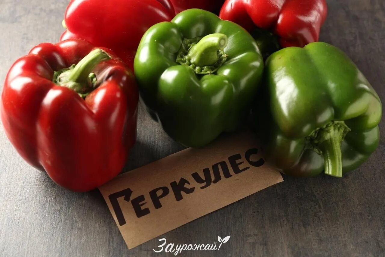 Перец геркулес описание сорта фото Семена перца Геркулес F1