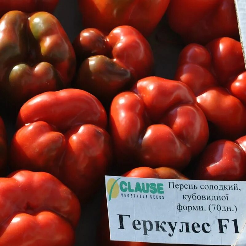 Перец геркулес описание сорта фото Перец Геркулес F1 купить семена сладкого перца Clause в Украине
