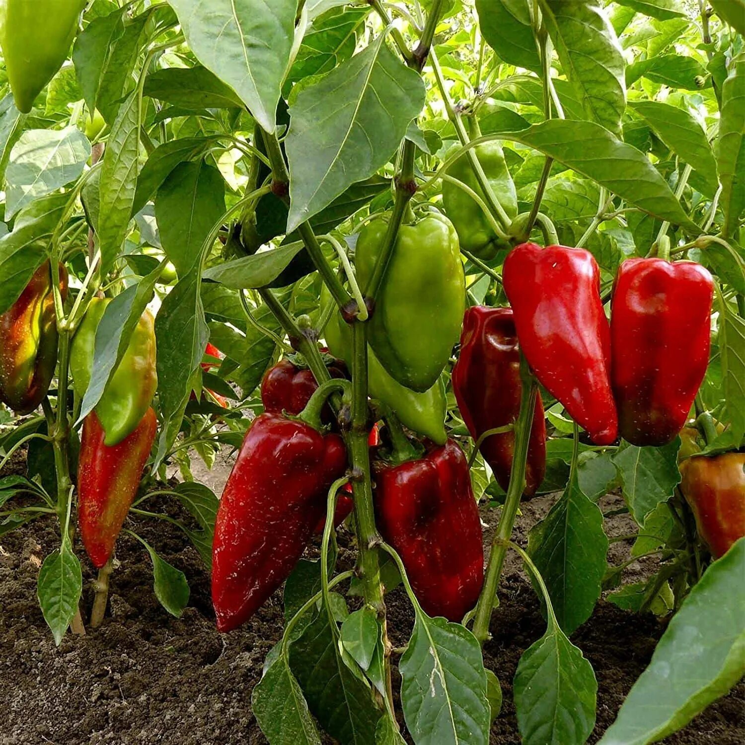 Перец годзилла описание сорта фото Found on Bing from www.pepperscale.com Выращивание перца, Маленькие огороды, Ого
