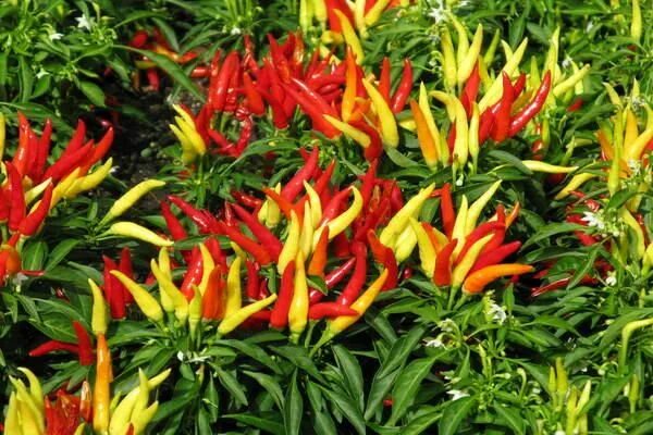 Перец горгона фото Brightly colored ornamental peppers, PERFECT for a fall pot! Hot peppers plants,
