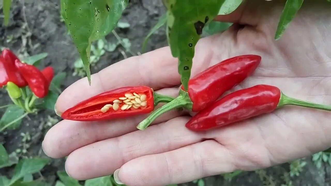 Перец горгона фото Mirasol chili pepper. Мирасол, сорт острого перца чили. - YouTube