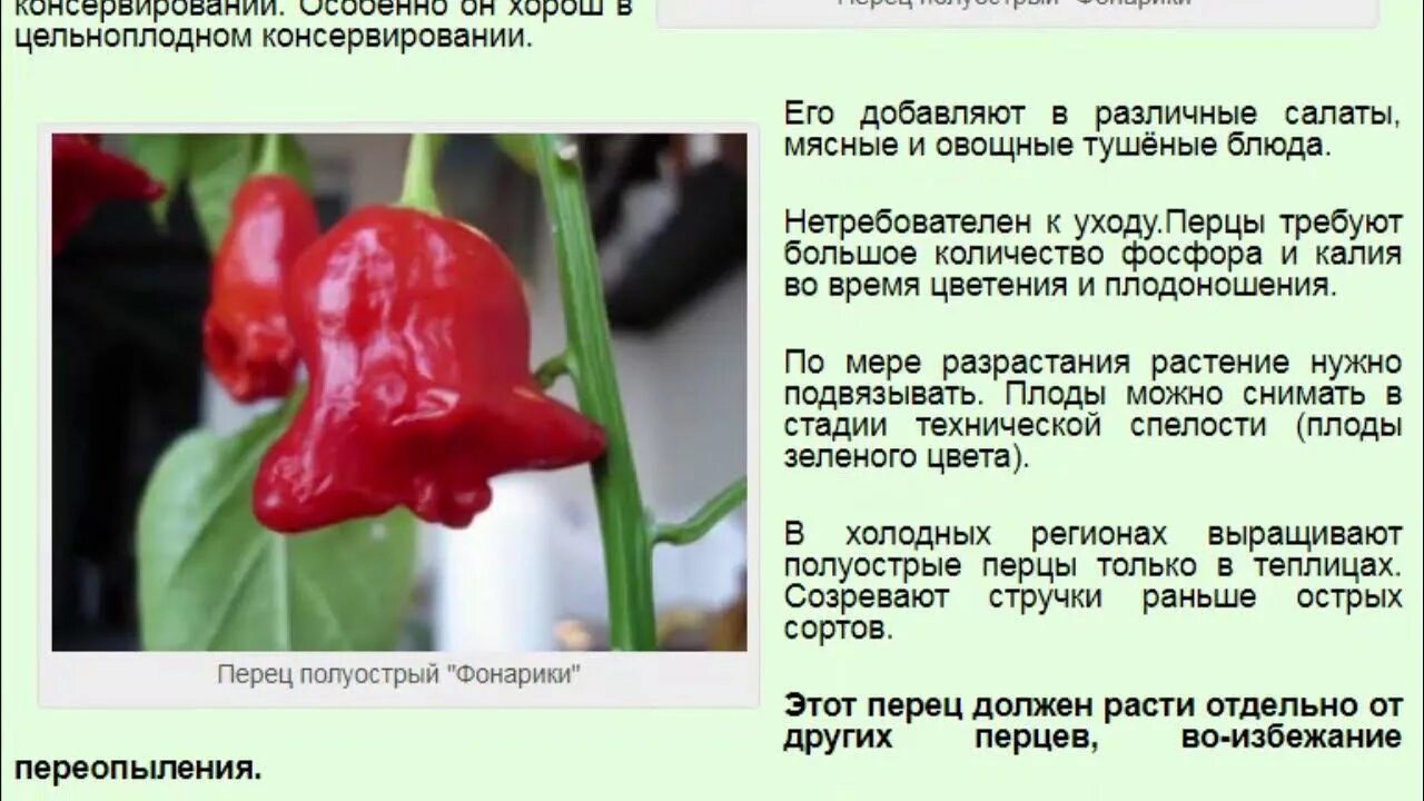 Перец горький колокольчик фото и описание сорта Перец полуострый Фонарики - YouTube