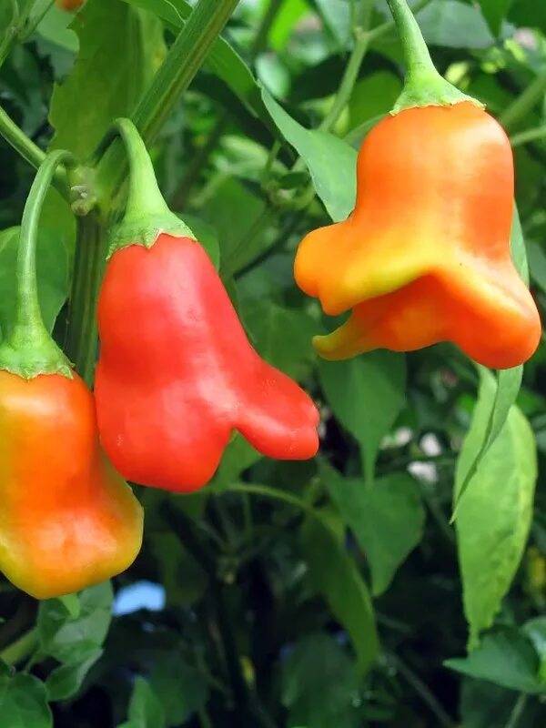 Перец горький колокольчик фото и описание сорта Купить семена Перец сладкий Sweet pepper Nepalese Bell в Москве: доставка семян 